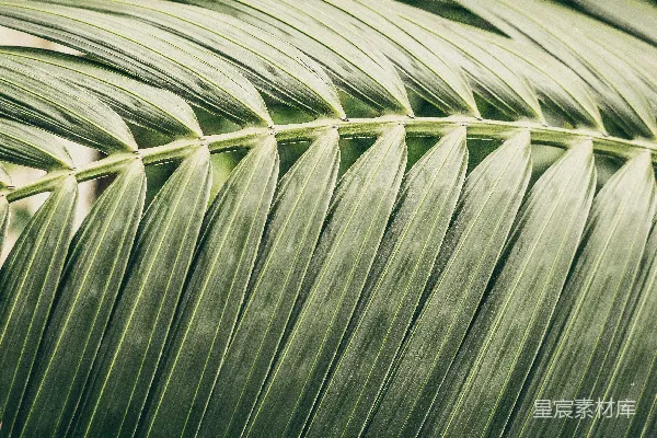 高清摄影 一张特写的大型绿叶照片