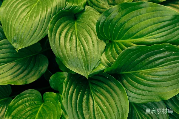 高清摄影 绿色植物