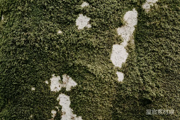 高清摄影 绿草上的白雪