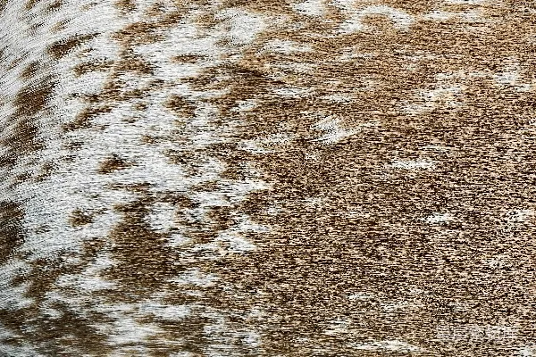 高清摄影 棕色和白色相间的积雪覆盖的地面