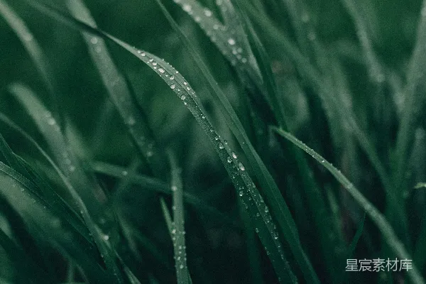 草叶上的一处特写，上面附着水珠