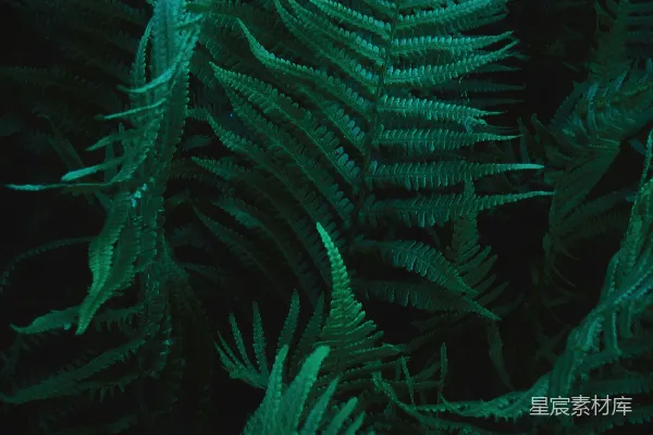 绿松树的树叶近景摄影