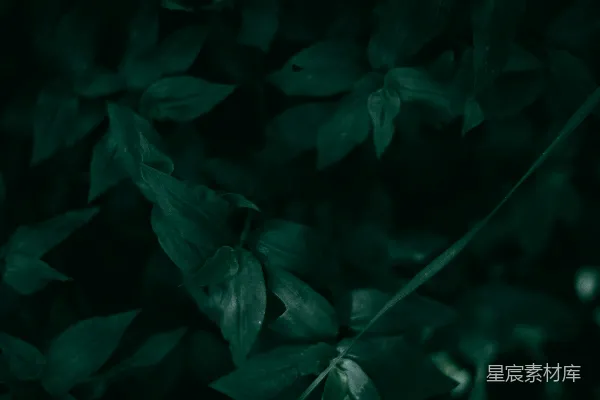 一些叶子的特写镜头