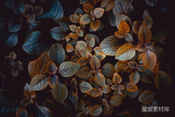 高清摄影 棕色叶子的植物