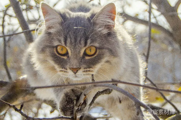 一只猫坐在树干上