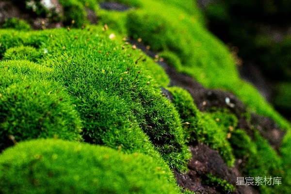 高清摄影 青苔长在黑岩石上