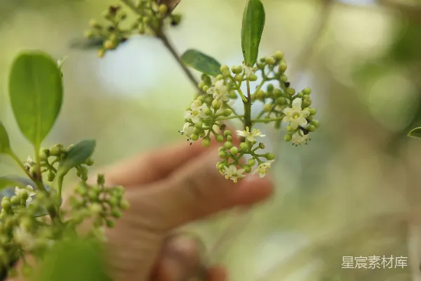 手持一朵朵白色花朵的人