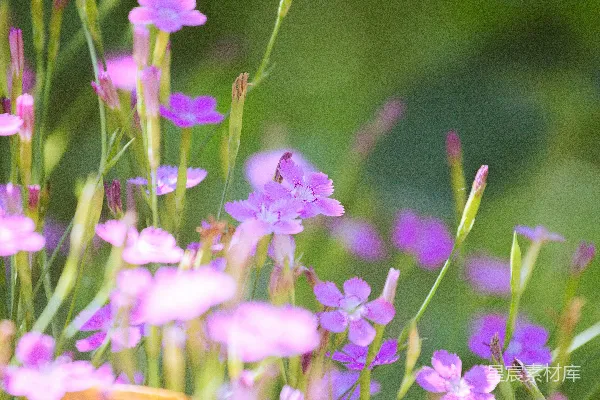绿色田野中绽放着小小的紫色花朵。