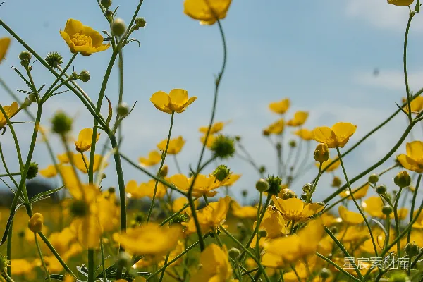 满地黄花映蓝天