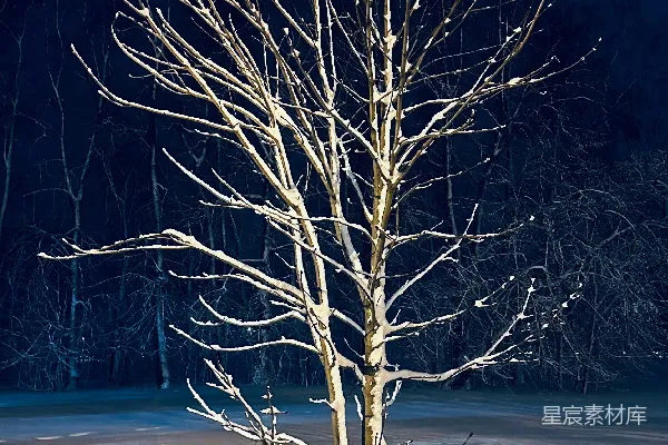 雪地中一棵光秃秃的树