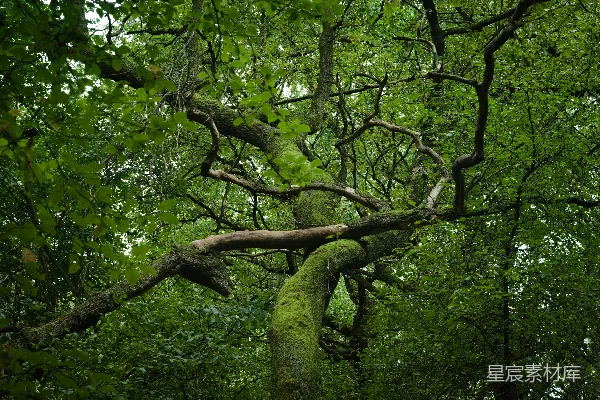 多枝树木