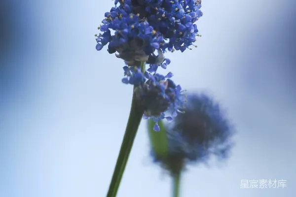 一朵蓝色花朵的特写，背景模糊。