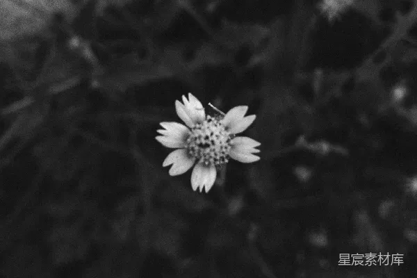 黑白花照片