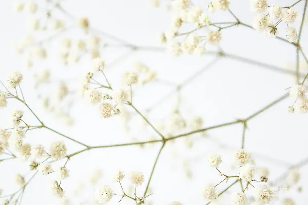 近景拍摄的白色樱花 blossoming