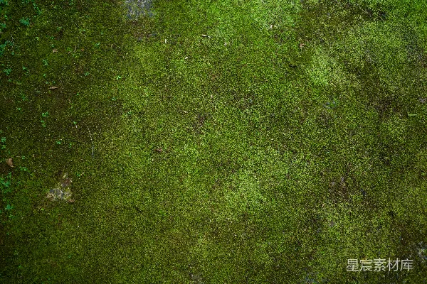 高清摄影 岩石表面的绿色苔藓特写。