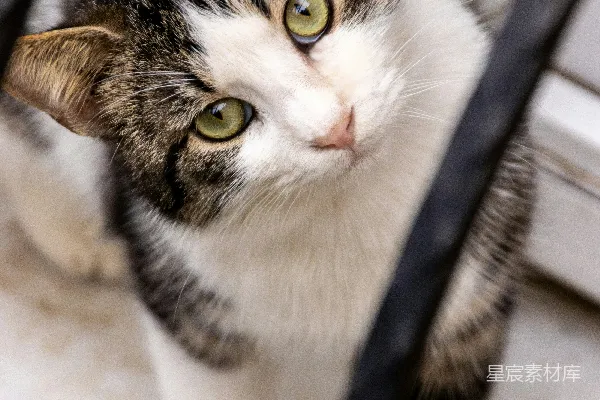 一只猫站在门后看着相机。
