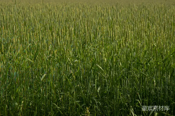 高清摄影 绿色草地