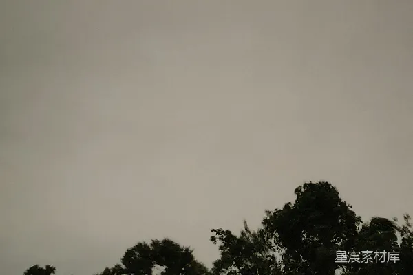 一群树，背景是灰色的天空。