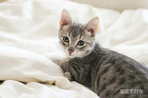 银色斑点猫卧在白色纺织品上