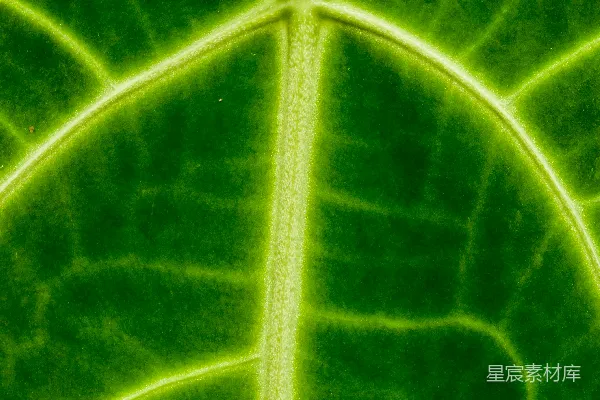 绿叶植物