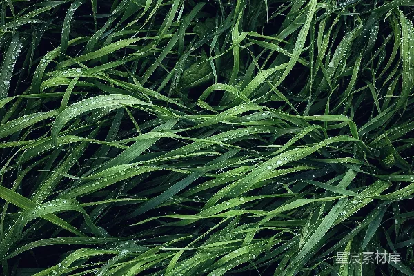 高清摄影 一张植物的特写照片