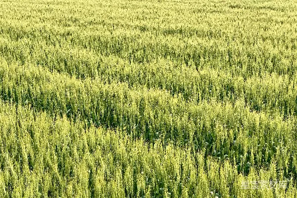 高清摄影 白天的绿色草地
