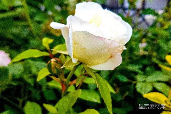 花园里一朵白玫瑰正在绽放
