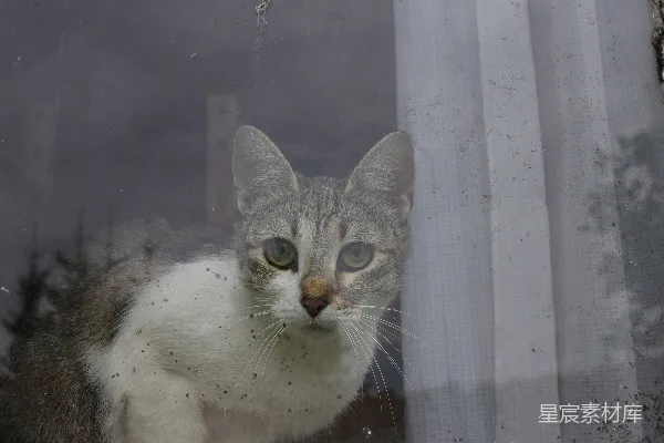一只猫坐在窗台上
