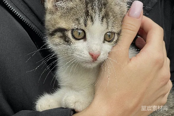 一个拿着猫的人