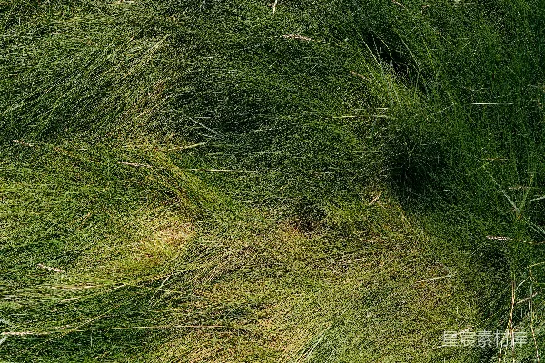 高清摄影 一只鸟站在一片草地上。