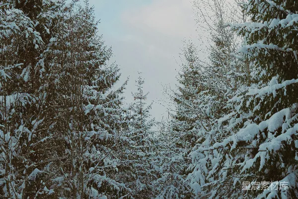 雪覆盖的森林中的常绿树木