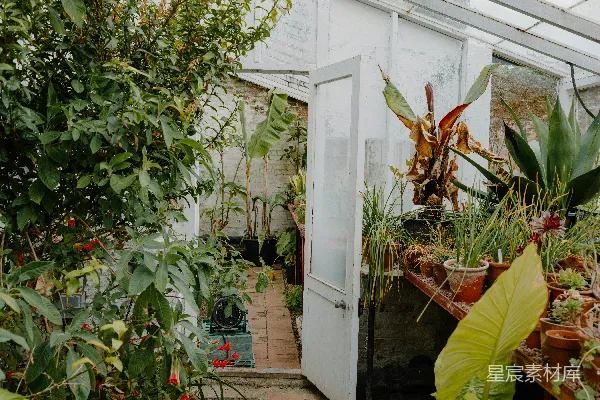 充满生机的绿植在一个明亮的玻璃温室里。