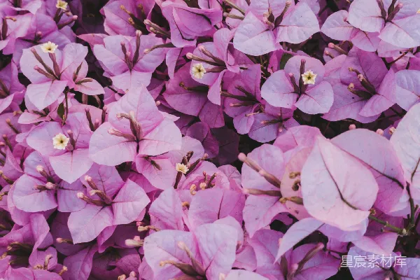 高清摄影 紫色的花朵和绿色的叶子