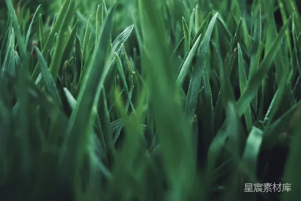 高清摄影 一张模糊背景下的特写照片，照片中有几片绿色的草地。