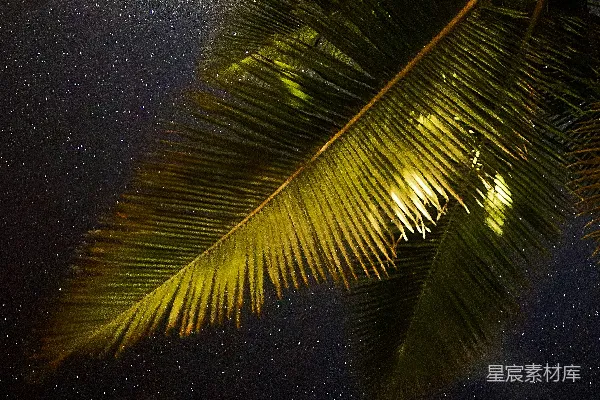 夜间低角度拍摄绿椰子树的照片