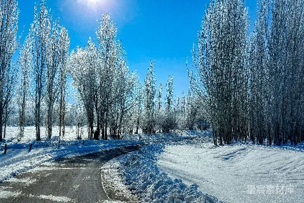 高清摄影 被雪覆盖的道路周围是树木和白雪的景象