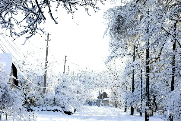 覆盖着白雪的道路两旁树木参差。