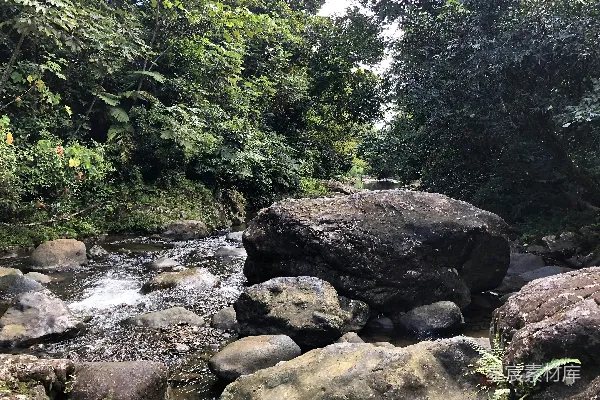 一条穿过浓密绿色森林的溪流