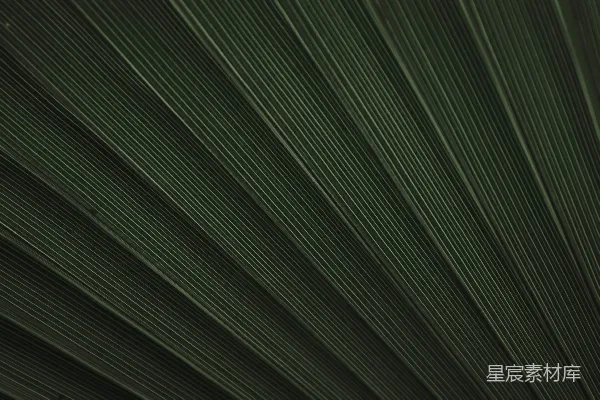 高清摄影 一张绿色叶子的特写视图