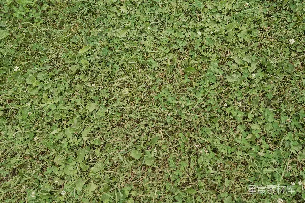 高清摄影 一张特写的绿色草地。