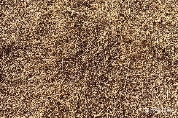高清摄影 白天的棕色草地