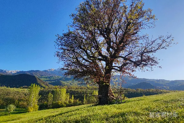 棕色树在绿色草地上白天的场景