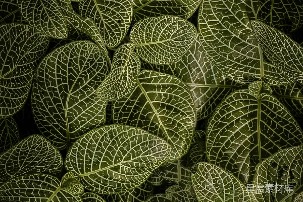 高清摄影 绿色和白色叶子的植物