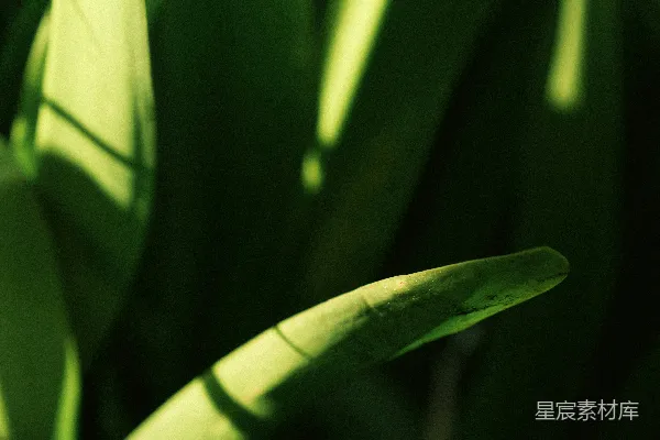 高清摄影 一张植物的特写照片