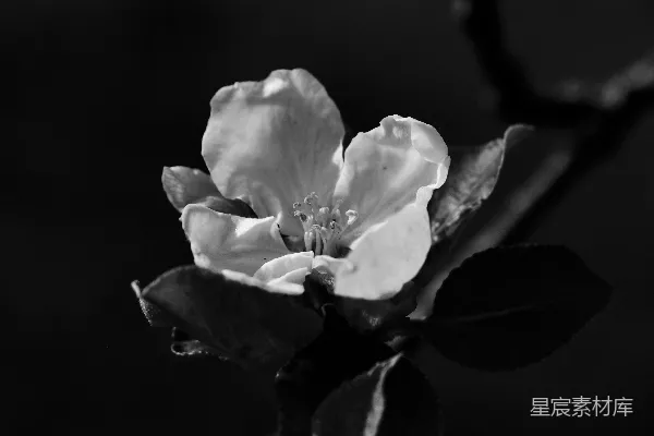 一朵黑白相间的花朵正在绽放。