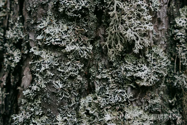 高清摄影 棕色和白色的树干