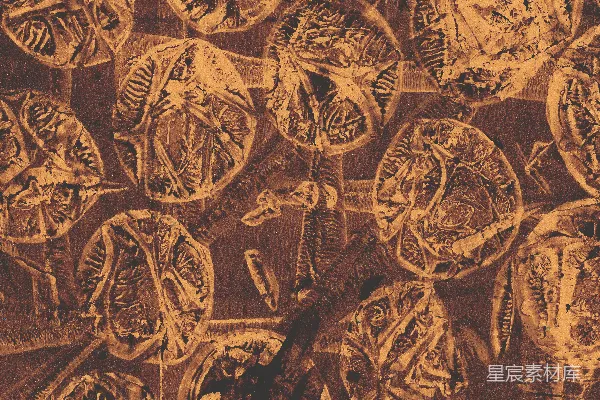 高清摄影 一幅画，画中有一只鸟坐在桌子上。