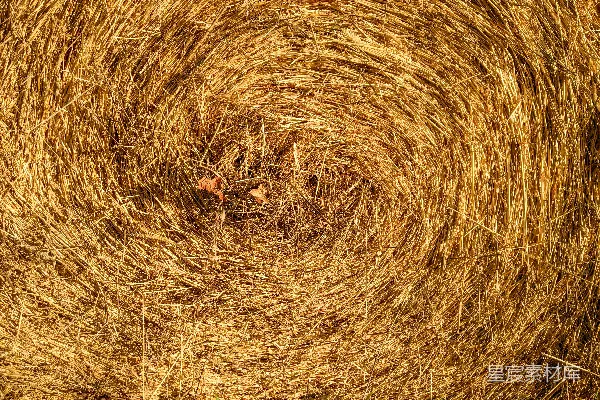 高清摄影 一株小麦的特写镜头