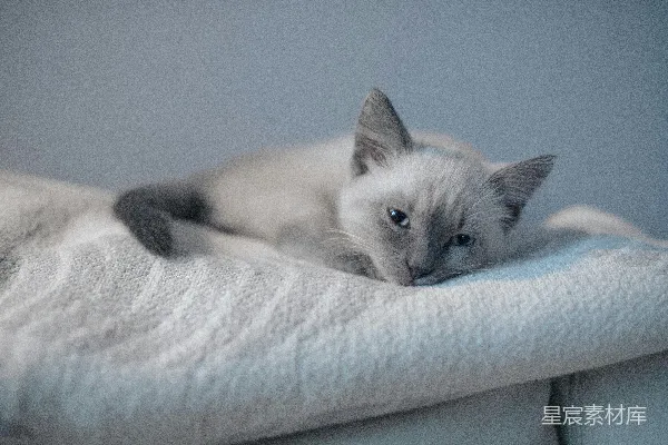 白灰猫卧于白色织物上
