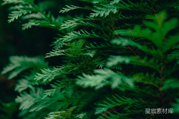 一些树木的特写镜头